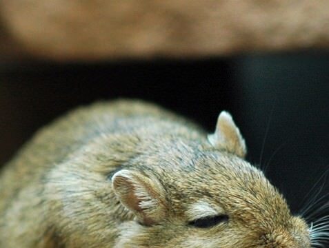 Telekom Austria: Die Wette mit der Maus!