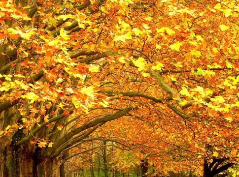 Das bringt der Pokerherbst
