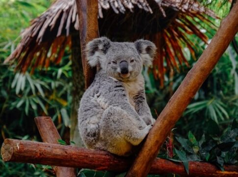 Seien sie beim Koala-Wahnsinn dabei: Wie LuckyKoala das Online-Glücksspiel neu definiert